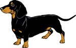 Daschund Illustration