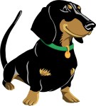 Pet Illustration dachshund